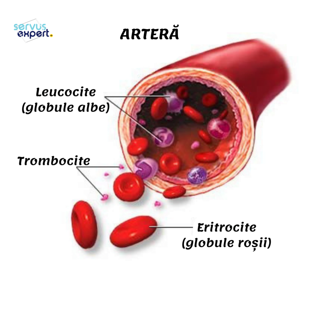 artera, eritrocite, trombocite, leucocite