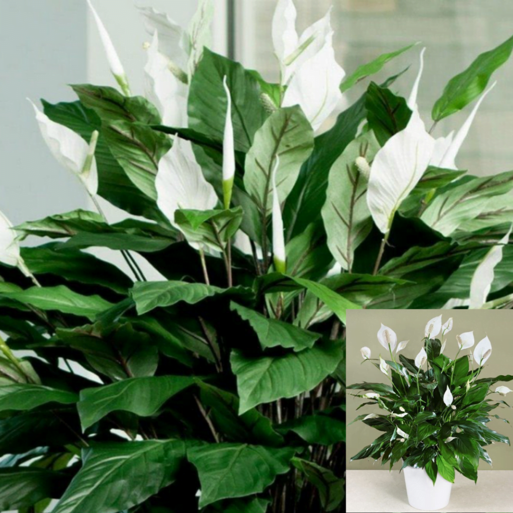 Top 10 plante care purifică aerul: Spathiphyllum sau Crinul păcii
