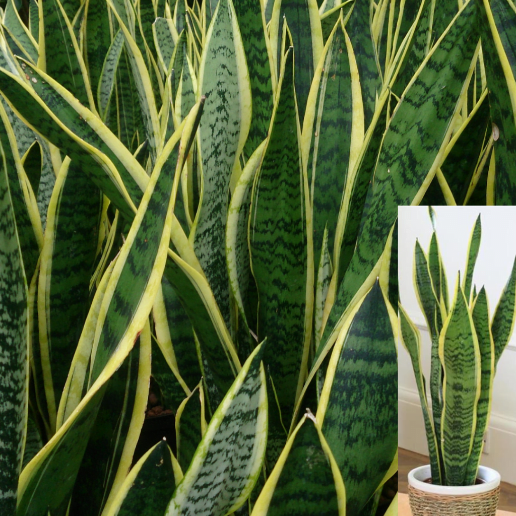 Top 10 plante care purifică aerul: Sansevieria trifasciata sau Limba-soacrei
