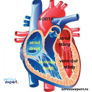 inima anatomie