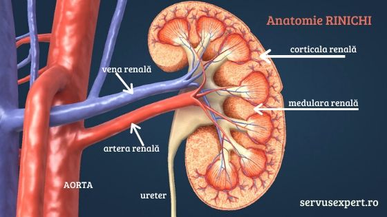 anatomie rinichi