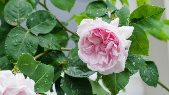 trandafiri de grădină: centifolia sau provence