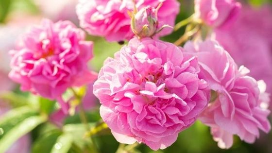 trandafiri de grădină: rosa damascena