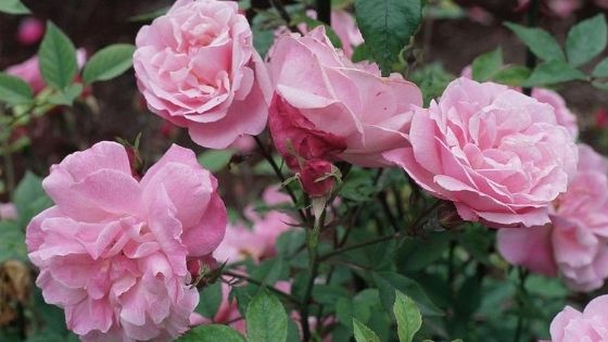 trandafiri de grădină: Rosa chinensis
