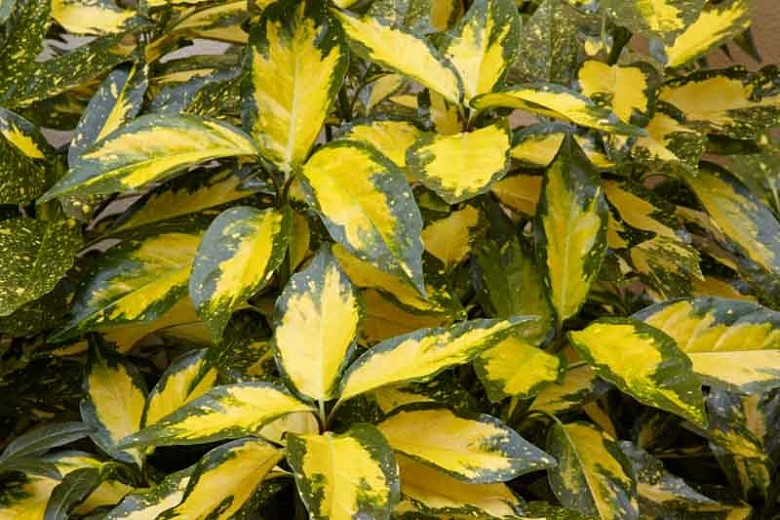 plante de umbra - Aucuba japonica Picturata