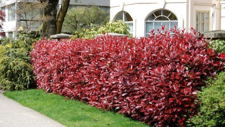 GARD VIU: 10 arbusti ornamentali care cresc repede