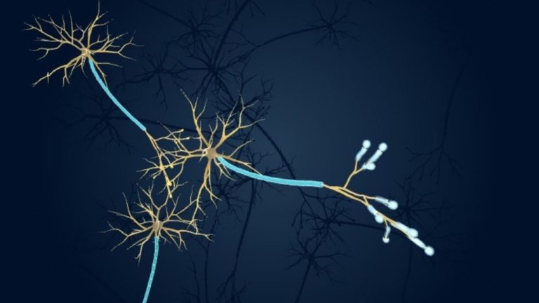 NEURONUL: cum transmite informații?
