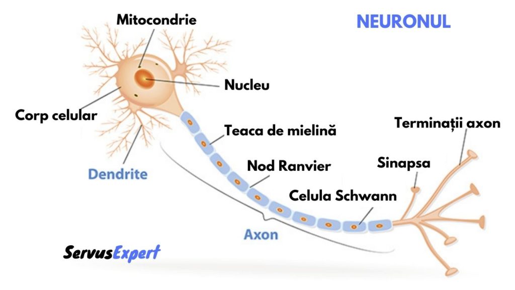 neuronul