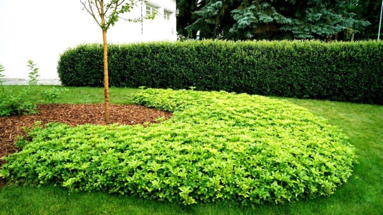 5 plante de umbra perene care pot înlocui iarba