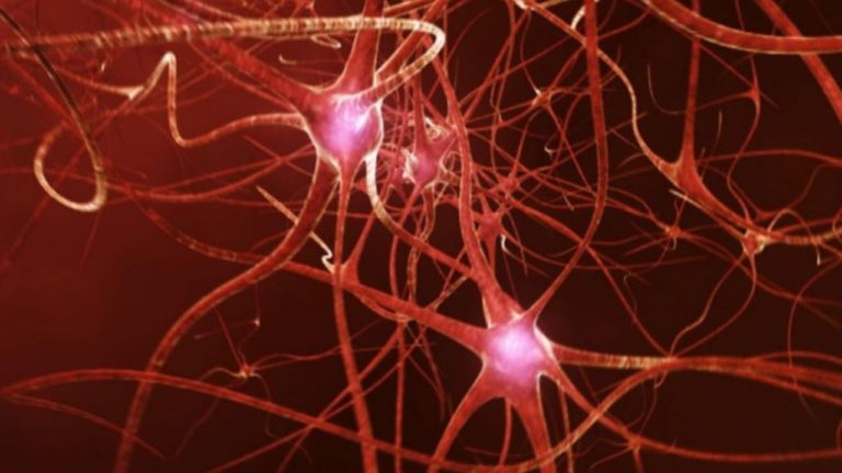 Postul intermitent stimuleaza formarea de neuroni