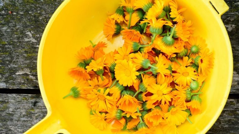 TRATAMENT HEMOROIZI: remedii naturale pentru durere si inflamatie