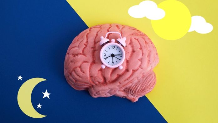 ceasul biologic ritm circadian