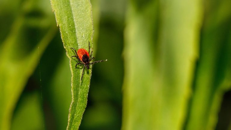 Borelioza: simptome dupa muscatura de capusa
