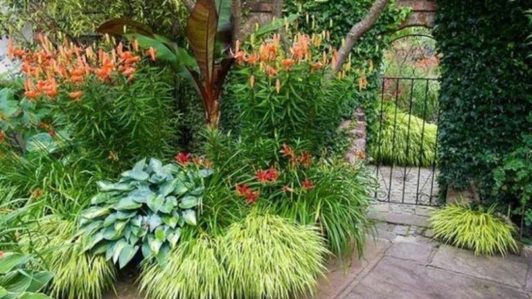 10 plante de umbră variegate care luminează grădina