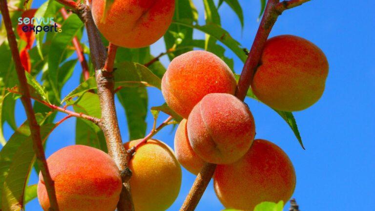 PIERSICI. Beneficii, vitamine, rețete