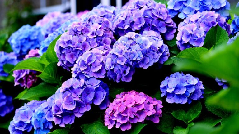 Hortensii (Hydrangea): varietăți, plantare și îngrijire