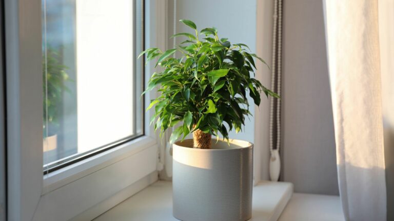 10 plante care purifică aerul din casă