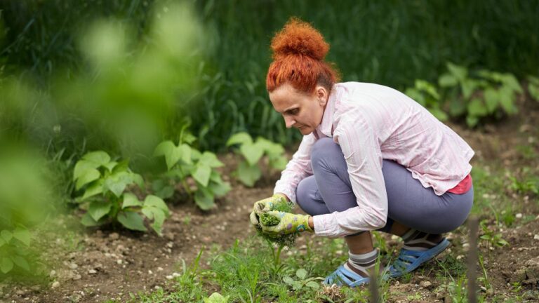 Plante medicinale și aromatice utile în infecții urinare
