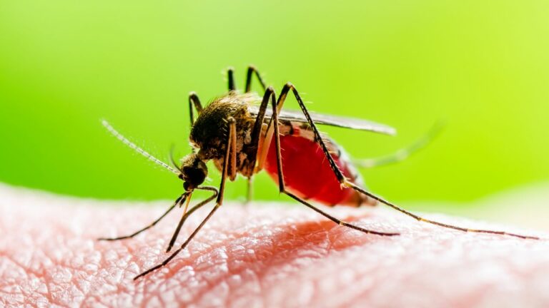 Febra Dengue