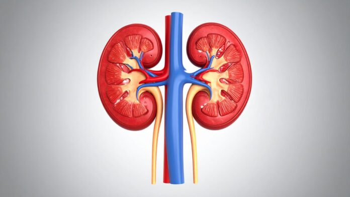 Cum îmbunătățim funcția rinichilor?